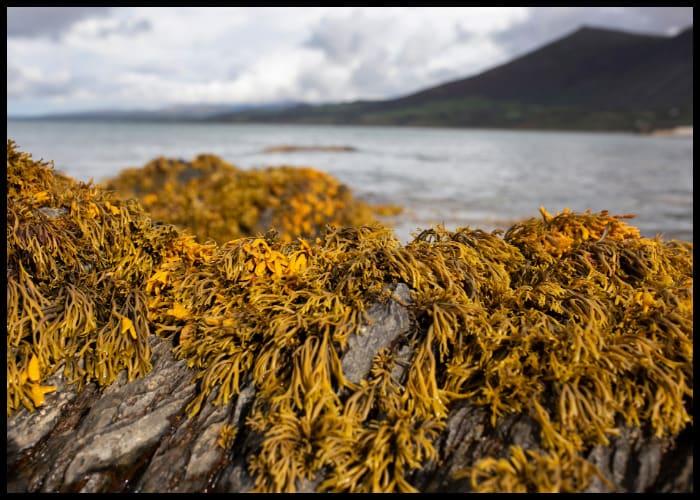 Sea Moss and Bladderwrack Benefits: How to Boost Your Health Naturally