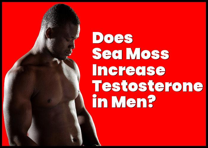 Does Sea Moss Increase Testosterone | Can It Help Boost This Hormone?