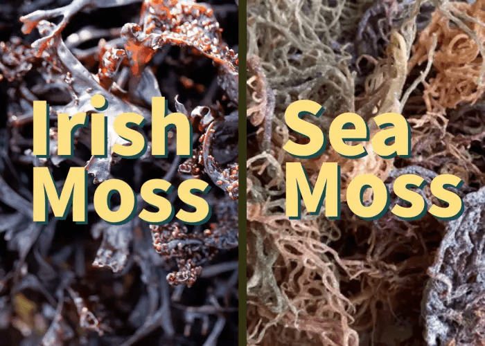 Irish Moss vs. Sea Moss | Are They Different or The Same?