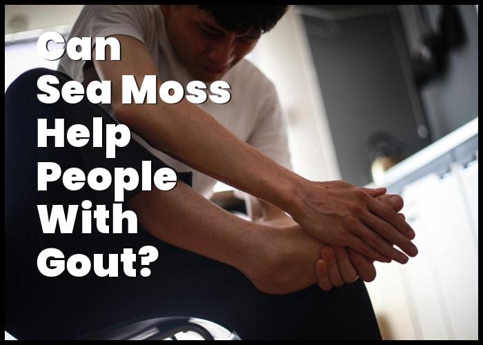 Is Sea Moss Good For Gout? Explore The Benefits For Gout Sufferers