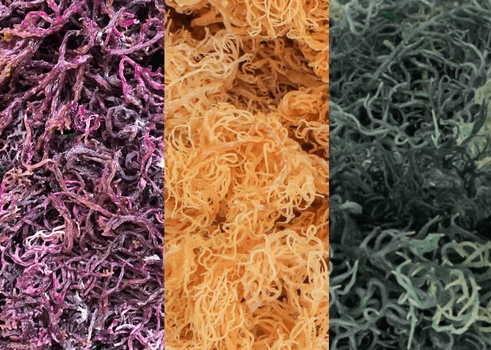 Purple, Gold, and Green | Health Secrets of Different Sea Moss Colors